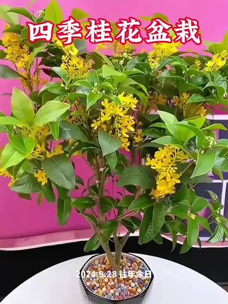 #四季桂 #桂花树 #爱生活爱养花 #家庭养花 #花卉绿植