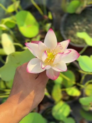 梦瑶台籽播大部分都是这种表现,基本都被我淘汰了。除了花很大,没啥特色。#碗莲 #荷花 #养花 #园艺生活 #不二碗莲