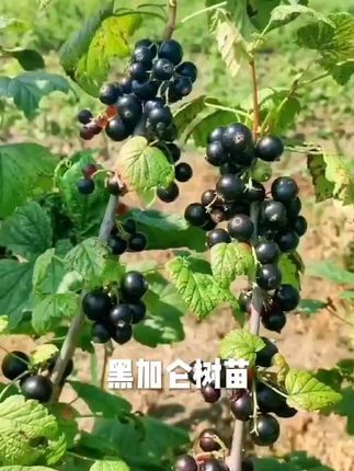#快来一起尝个鲜 #黑加仑果#果个大口感好大人小孩都喜欢吃#阳台小院均可种植#黑加仑果树苗现挖现发