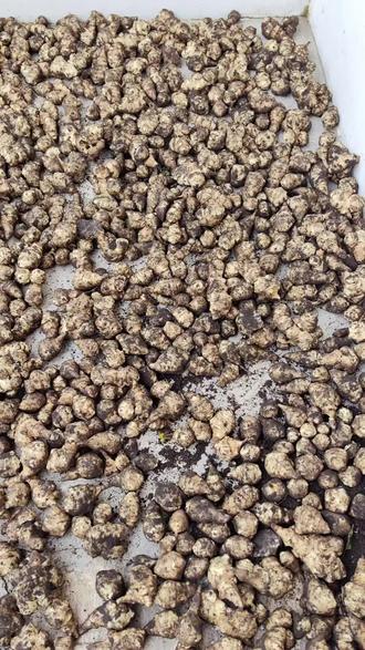 洋姜经过4天凉晒,今天终于可以腌制了