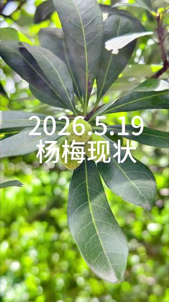 杨梅还没有熟 杨梅还没有,再等等,等可以吃了我喊你们哈,可以关注一下我~#杨梅即将成熟