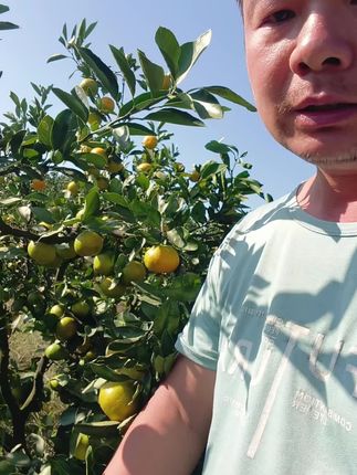 阳光下果园的橘子,金黄饱满,新鲜采摘,一口爆汁!🍊🌳 #我的农村生活 #农村生活日常 #源头好货 #新农人计划 #橘子