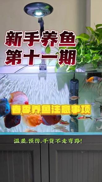 春节养鱼需要注意那些你知道吗?#养鱼养心 #养鱼人 #养鱼日记 #热门