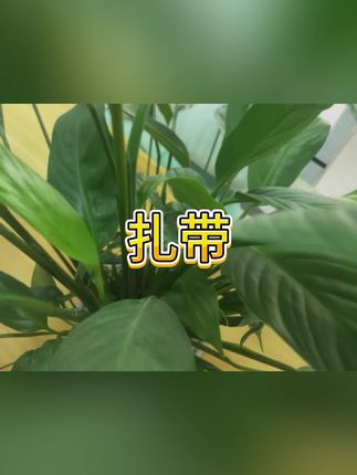 #扎带 #束线带 #尼龙扎带