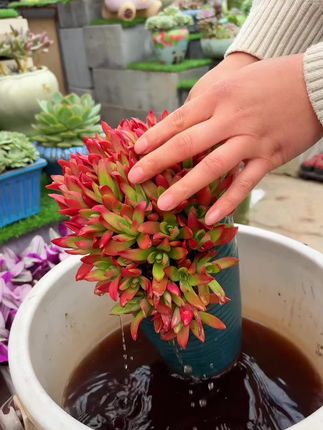 #记录多肉生活 #爱生活爱养花 #多肉养护 #种植小技巧 #花卉绿植