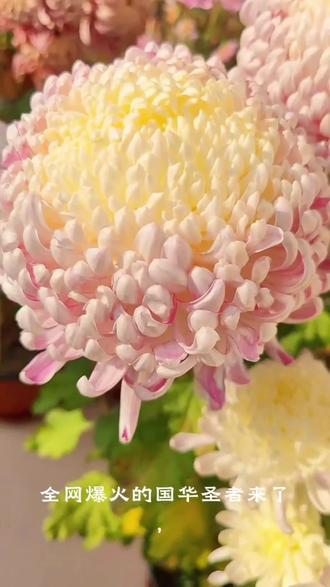 菊花中的圣品,国华圣者,老祖宗的审美毋庸置疑#菊花 #菊花#赏菊#国华圣者#菊花苗