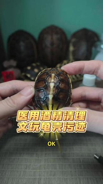 文玩龟壳缝里难除的污渍,一招轻松搞定!#柏炎玩龟#柏炎龟壳#文玩龟壳保养#文玩龟壳#文玩龟甲