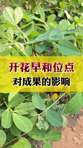 花生开花早和集中开花的位点对成果有着关键的影响#花生种植知识 #种出高产花生 #花生种植知识分享