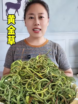 #黄金草 #好货推荐 #源头好货 #厂家直发品质保证 #你吃过吗