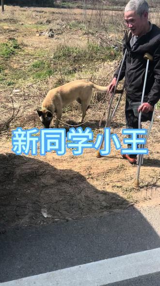 #狗狗训练 #训犬学校#金华训犬@浙江小童训犬繁育基地(直播号) 学校
