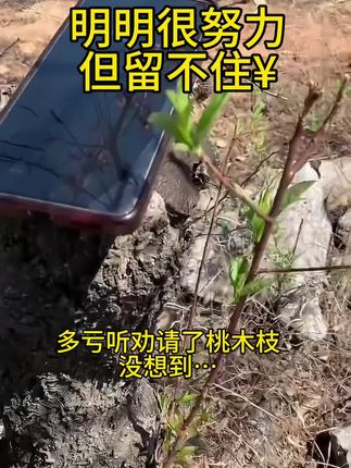 #科学尽头尽是玄学 #东南枝 #桃木枝