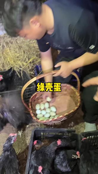 蛋小妹送鸡来农场了#张大炮 #张大炮好物