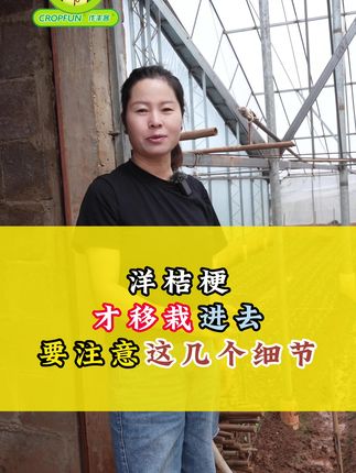 洋桔梗移栽进去要注意哪些细节?#作丰客 #通海黄孃孃 #作丰客黄孃孃 #农业种植 #原创视频