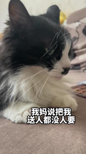 #怼脸猫咪表情包 #小猫:还养吗 #养猫互动交流 有要的吗?这么丑!