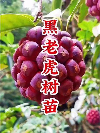 黑老虎布福娜树苗 黑老虎又名布福娜•种植简单好管理•果实成熟后•色泽鲜艳•外形独特•清甜多汁•好看还好吃·它耐寒又耐旱•盆栽地栽都可以•南北方均能种植•#黑老虎 #果树种植 #黑老虎苗 #在抖音入手的好东西