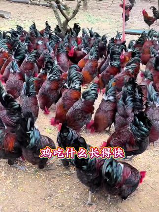 鸡鸭鹅这样喂,贪吃猛长不拉稀 #科学养鸡 #农村散养土鸡 #养鸡场 #生态散养土鸡 #鸡鸭鹅养殖