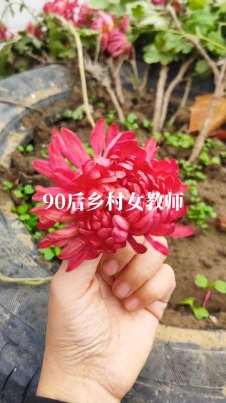 今天的任务是:剪菊花
