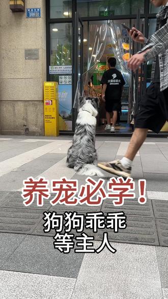 1招教会狗狗原地稳定等待 谁懂啊!狗狗出门乱跑真的太崩溃了…跟着这个方法练,再热闹的地方它也能乖乖坐好等你!#训犬教程#狗狗等待训练#养宠必学#宠物训练技巧#狗狗行为纠正