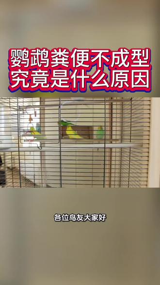 #鹦鹉 #玄凤鹦鹉#虎皮鹦鹉 #鹦鹉疾病 #鹦鹉鹦鹉萌萌哒逗鹦鹉