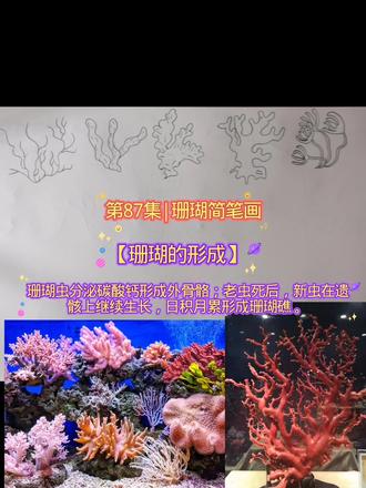 第87集|珊瑚简笔画,看看这是啥东西 #珊瑚科普 #手绘教学 #真实生活分享计划#简笔画#海水鱼珊瑚