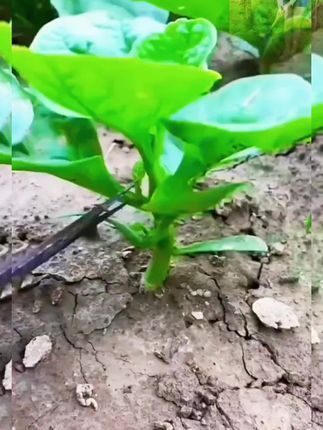 #自己种的纯天然的绿色蔬菜 #绿色蔬菜 #在家种菜 #大叶木耳菜#种子
