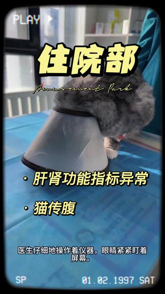 #宠物医院日常vlog #治疗部#住院部#肝肾功能异常#猫传腹
诊疗记录:小家伙在家不吃不喝 消瘦 伴呕吐 住院七天 能吃能喝 出院
