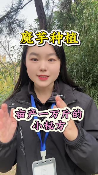 魔芋亩产一万斤的小秘方#魔芋高产 #魔芋种植 #三农 #知识分享 #种植小技巧