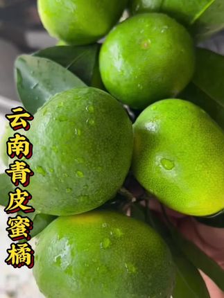 这才是真正的橘子味!云南青皮蜜橘,皮薄肉厚,酸甜可口还无籽!就是小时候的味道!,#新鲜采摘 #应季水果 #水果 #快来一起尝个鲜 #云南蜜橘