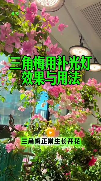 三角梅用补光灯的核心作用
1. 防徒长:弥补光照不足,避免枝叶细长、株型松散,保持紧凑形态。
2. 促开花:满足三角梅花芽分化对光照的需求(每天需8-10小时光照),尤其浙江秋冬缺光时,能增加花苞数量、让花色更艳。
3. 保叶片:减少因缺光导致的叶片发黄、脱落,维持叶色浓绿有光泽。
二、补光灯的正确用法
1. 光照时长:每天补光6-8小时,可选择上午9-12点、下午2-5点,模拟自然光照规律,避免夜间补光打乱生长节奏。
2. 安装距离:距离三角梅冠幅30-50厘米,过近易灼伤叶片,过远则补光效果减弱(可根据补光灯功率调整,功率低则适当拉近)。
3. 适用场景:优先在浙江秋冬季节、室内封闭养护、阳台光照不足(每天自然光照<4小时)时使用,夏季光照充足时无需补光。
#