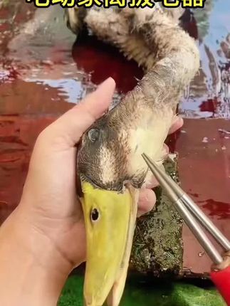 】电动拔毛神器鸡毛鸭毛电动去鸭鹅家禽脱毛机拔毛机拨鸭