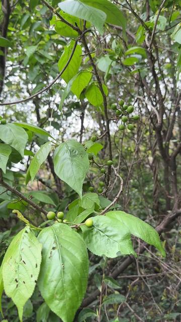 发现大片樱桃林🍒 今日打野新发现:
荒废樱桃林🍒
已经坐果开始膨大了
预计月底开始就可以摘了✌️✌️
#春天的味道都在山上 #樱桃 #大自然的馈赠 #打野 #把生活调回春天频道