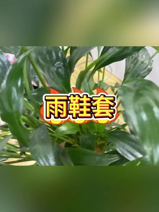 #雨鞋 #雨靴 #防水鞋套