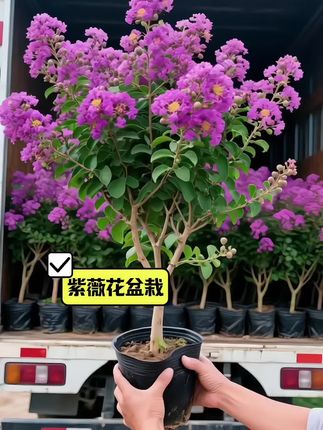 #紫薇花 #花卉盆栽 #爱生活爱养花 #种花匠