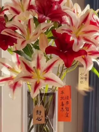 百合花种球,现在正是适合种植的季节,种下几颗百合花种球,给您一片香氛小花园。#爱生活爱养花 #室内绿植 #百合花种球 #百合花 #别墅庭院种植