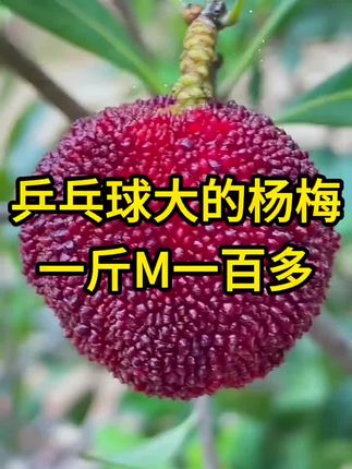 #三农 #农业种植 #种果树 #新农业种植