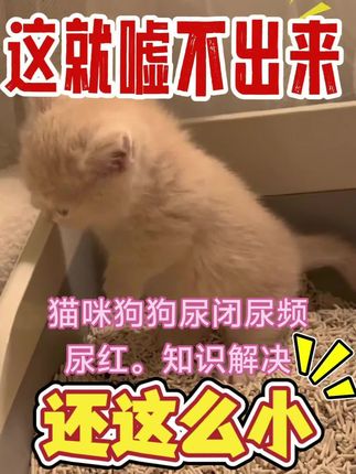 #猫咪尿闭#狗狗尿频#宠物尿红