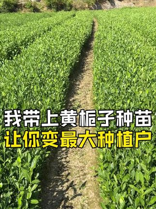我带上我最优质的黄栀子种苗到你的家乡你愿意吗 #药材种植 #三农 #黄栀子 #中药材 #三农种植