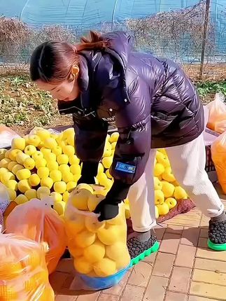 黄金奶油富士苹果 自带奶香的贵族苹果#口感特别好 #新鲜采摘 #快来一起尝个鲜 #强烈推荐