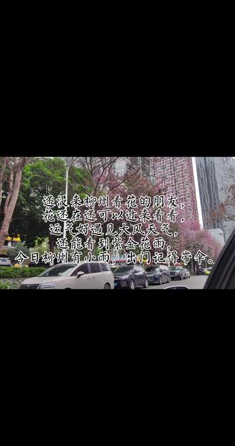 今天4月5号过来柳州看紫荆花雨了#柳州旅游攻略 #柳州紫荆花