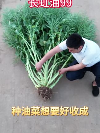 长虹油油菜种子高产油菜籽矮杆新种原装正品黑油菜子杂交早熟种#油菜种子#高产油菜籽#黑油菜子#杂交早熟种#油菜籽