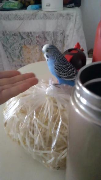 #虎皮鹦鹉 小蓝感谢你陪我这四年,感谢你的存在,都怪我没照顾好你,希望你来世可以找到一个好主人