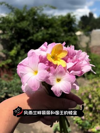 胖丽丽和国王的赎金,哪个是你的菜🤭 #风雨兰 #爱花爱生活 #家庭养花 #三农 #花痴日常