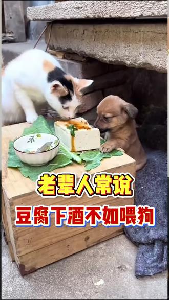老辈人经常说豆腐下酒,不去喂狗,为什么这么说?#养狗 #养狗经验分享 #科学养宠攻略 #新手养狗 #宠物知识