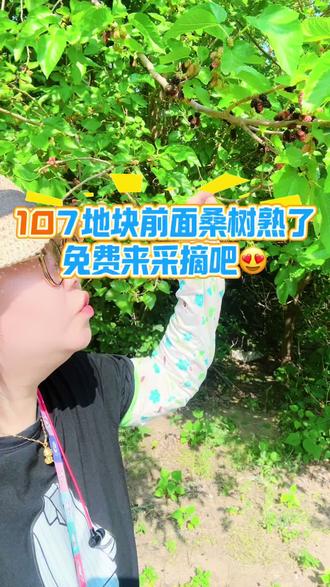 礼贤的桑树熟了,免费来采摘吧 #新鲜采摘体验 #原生态种植不打药不催熟 #现摘现吃yyds #快采摘 #自由采摘开始了