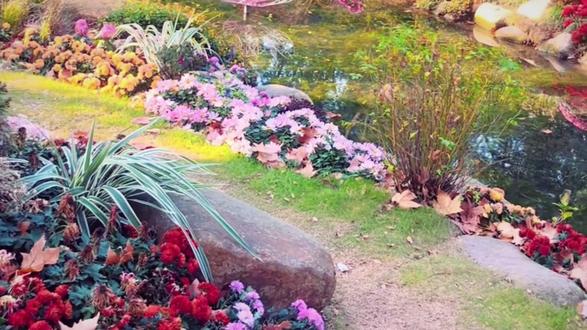 #我的花园世界 #玩游戏送真花 @我的花园世界小游戏