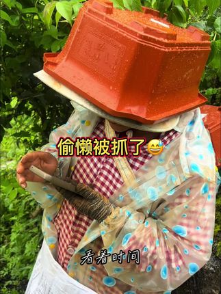 小米辣朝天椒特辣#原产地#记录农村生活短视频 #新农人计划 #结果出乎意料