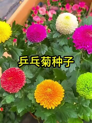 新疆包邮乒乓菊花易爆盆四季开花小雏菊易种活室内外花卉盆栽#乒乓菊种子 #花卉绿植 #优质农产品 #乒乓菊