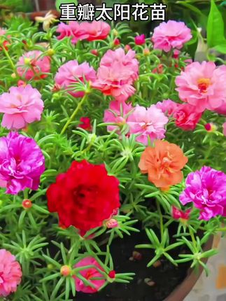 重瓣太阳花苗松叶牡丹花花卉盆栽四季庭院开花 #鲜花园艺 #重瓣太阳花 #花卉绿植 #庭院花卉 #阳台花卉