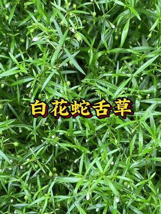 野外采收回来的优质白花蛇舌草,有需要的朋友可以去看看哦#白花蛇舌草 #三农 #草本植物 #好货 #无限回购的宝藏单品