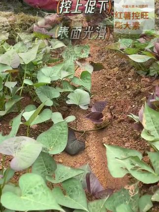 红薯控旺膨大素增产控上促下预防畸形防裂果高产红薯专用肥营养液#红薯控旺膨大素#防裂果高产#红薯专用肥营养液